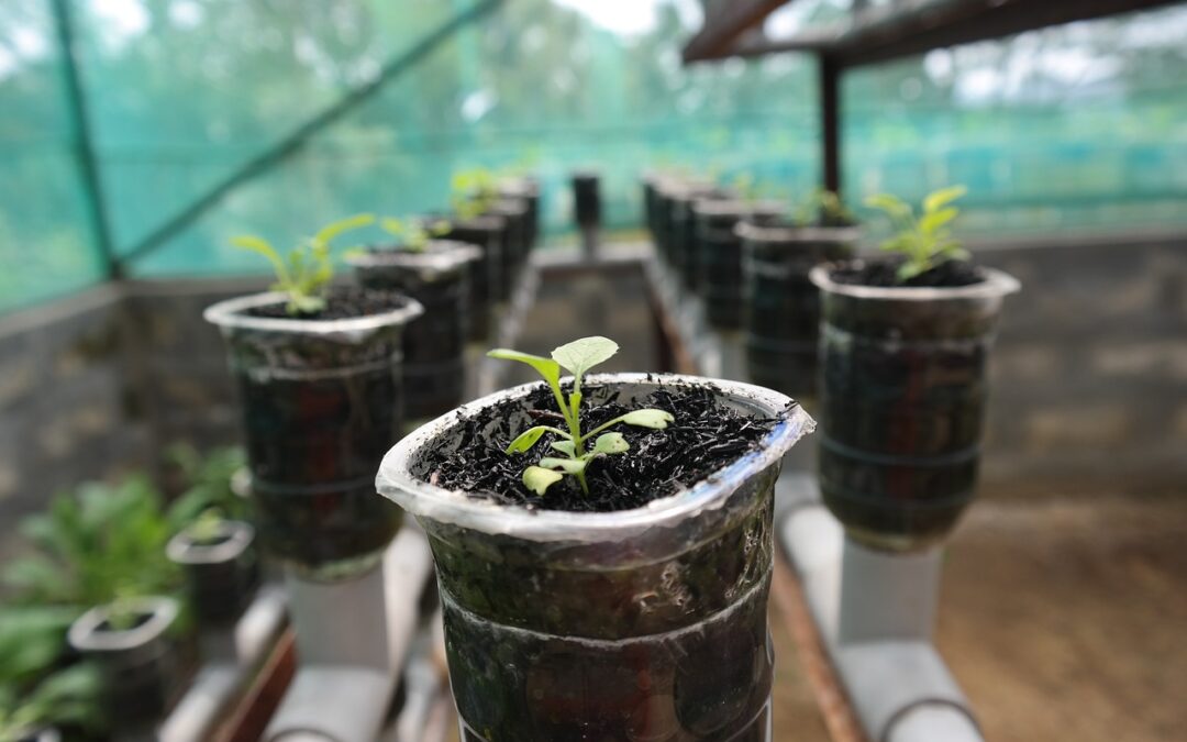 What are Some Advantages and Disadvantages of Hydroponics?