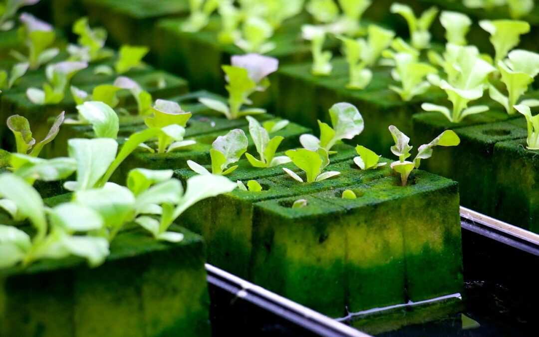 What Are the Three Most important Nutrients for Hydroponics?