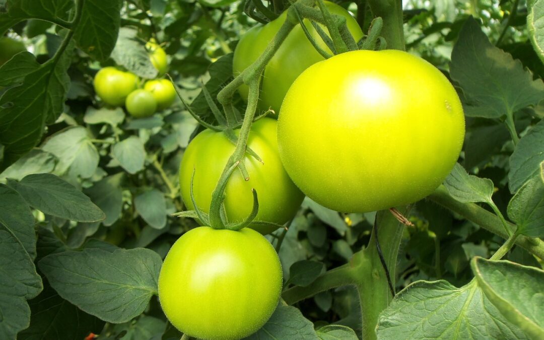 What Grows Faster: Soil or Hydroponics?